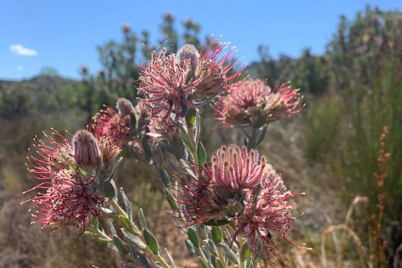 0 Bedroom Property for Sale in Piketberg Rural Western Cape